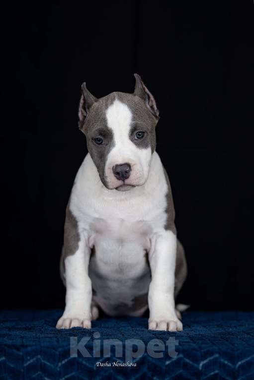 Собаки в Москве: Щенки американского стаффордширтерьера Девочка, 80 000 руб. - фото 5