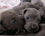 Собаки в Ульяновске: Продам щенков Кане Корсо.  Девочка, 25 000 руб. - фото 1