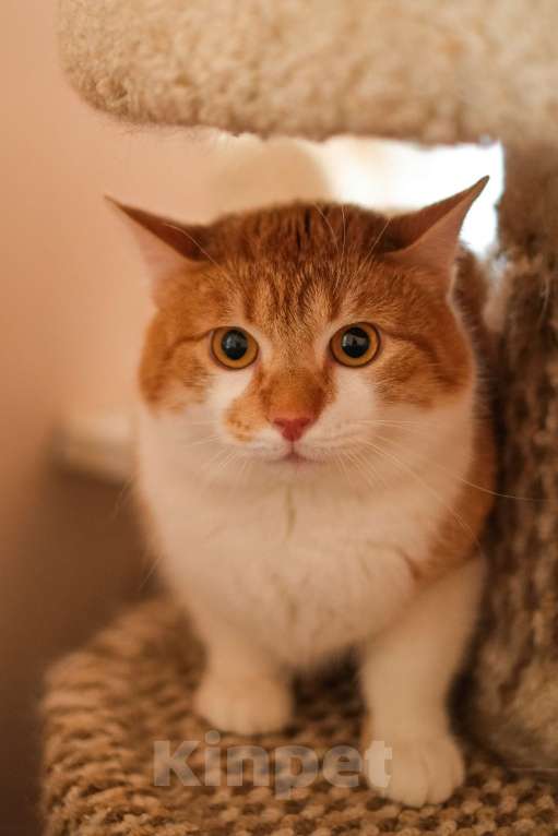 Кошки в Санкт-Петербурге: Котик Рыжик из приюта в добрые руки Мальчик, Бесплатно - фото 8