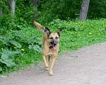 Собаки в Санкт-Петербурге: Красивая умная собака ищет дом Девочка, Бесплатно - фото 9