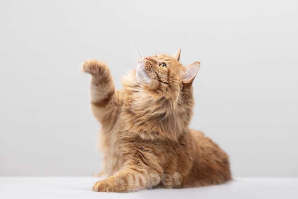 Кошки в Москве: Крыжовник Мальчик, Бесплатно - фото 9