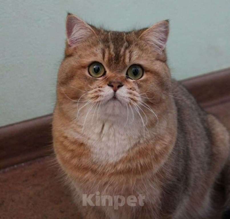 Кошки в других городах Ростовской области: Вязка Мальчик, Бесплатно - фото 2