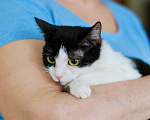 Кошки в Москве: Глазастый котенок Домино в добрые руки Мальчик, 1 руб. - фото 3