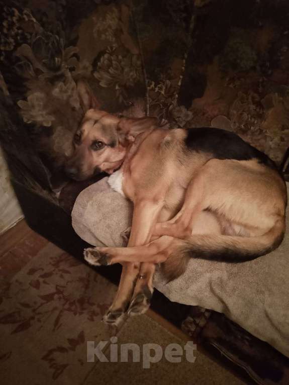 Собаки в Королеве: Потерялась собака!!! Мальчик, Бесплатно - фото 2