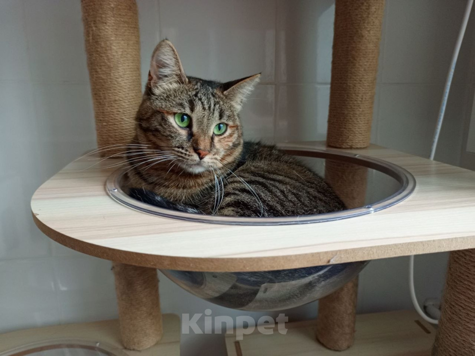Кошки в Москве: Кошка Фрея ищет дом Девочка, Бесплатно - фото 5