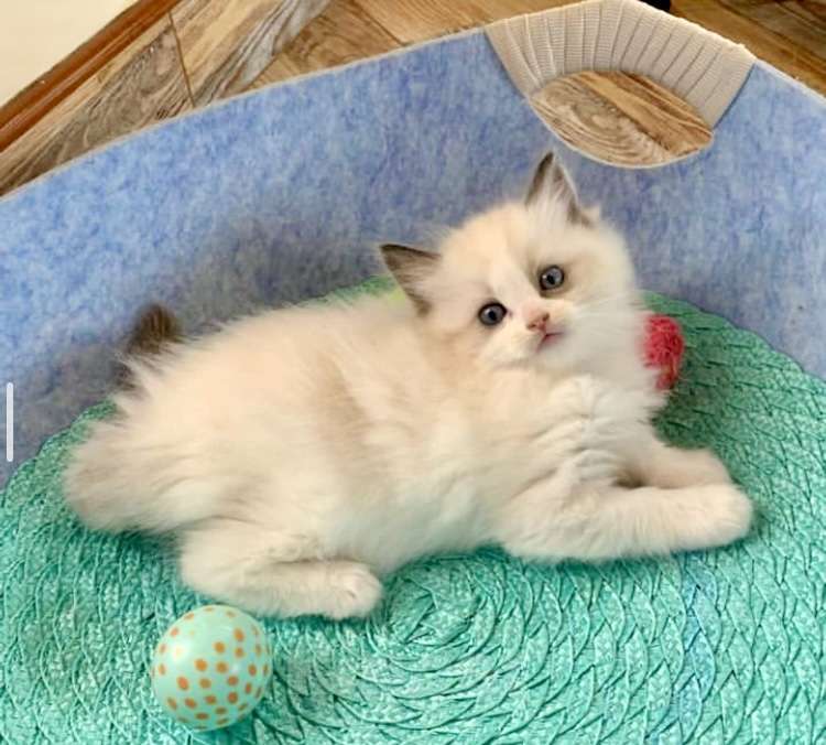 Кошки в Москве: Лапочка девочка Рэгдолл  Девочка, 40 000 руб. - фото 1