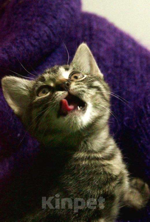 Кошки в Москве: Котёнок Василек ищет дом Мальчик, 1 руб. - фото 2