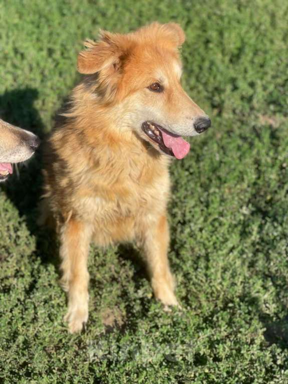 Собаки в Владимире: Девочка в добрые руки Девочка, Бесплатно - фото 4