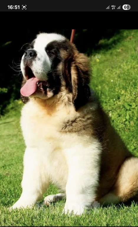 Собаки в Тамбове: Бетховен Мальчик, 75 000 руб. - фото 9