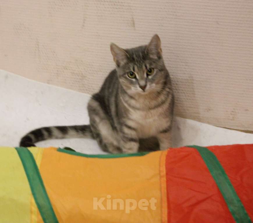 Кошки в Москве: Скромница Зита Девочка, Бесплатно - фото 5