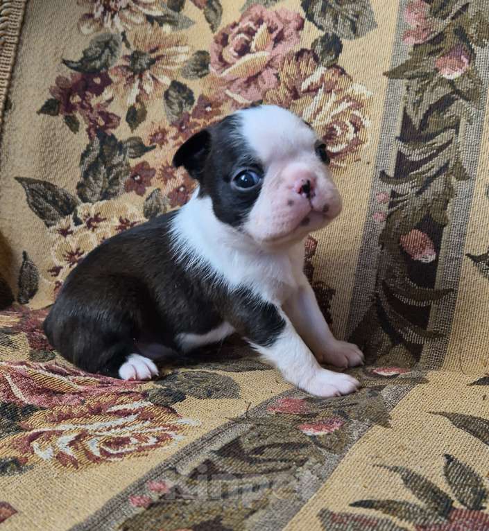 Собаки в Казани: Щенок бостон терьера мальчик Мальчик, Бесплатно - фото 2
