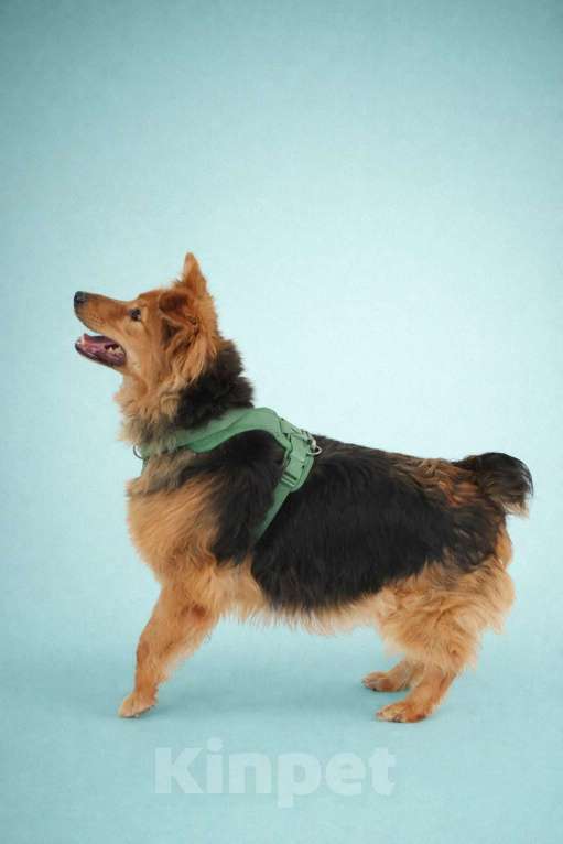 Собаки в Москве: Мотя в добрые руки! Девочка, Бесплатно - фото 2