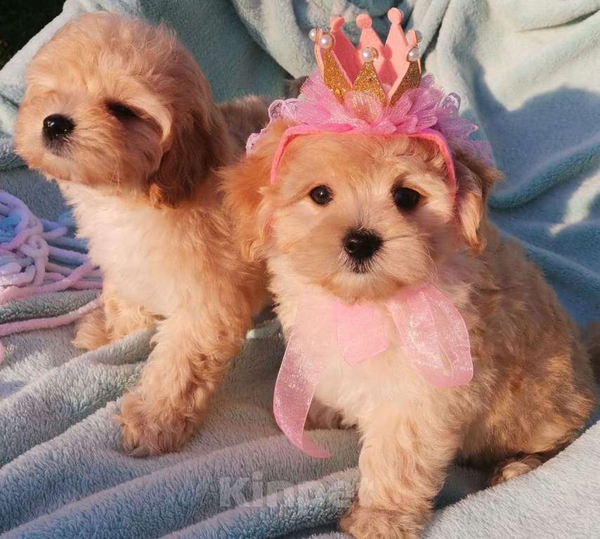 Собаки в Москве: Игрушечнные, милейшие мальтипушки разного возраста. Мальчик, 50 000 руб. - фото 10