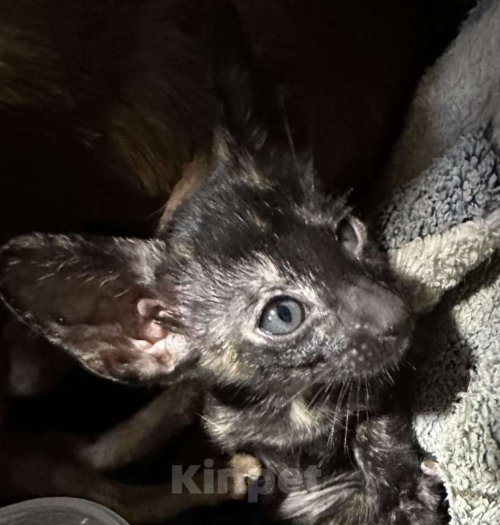 Кошки в Рассказово: Девочка ориентальной породы  Девочка, 40 000 руб. - фото 1