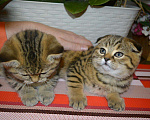 Кошки в Москве: Эксклюзивные Шотландские котята тигрята, 12 000 руб. - фото 2