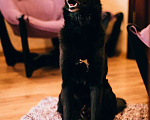 Собаки в Москве: Пират - лучший друг, защитник и компаньон для семьи Мальчик, 100 руб. - фото 5