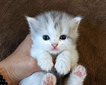 Кошки в Барнауле: Шотландская прямоухая кошка короткошёрстная Девочка, 8 000 руб. - фото 1