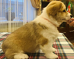 Собаки в Краснодаре: Апельсинка Девочка, Бесплатно - фото 4