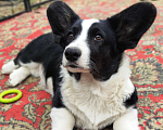 Собаки в Клине: Вельш корги кардиган Мальчик, 25 000 руб. - фото 1