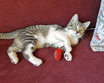 Кошки в Москве: Милейшая домашняя девочка, котенок Маруся в добрые руки Девочка, 10 руб. - фото 2