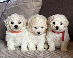Собаки в Новосибирске: Бишон щенки Мальчик, 45 000 руб. - фото 4