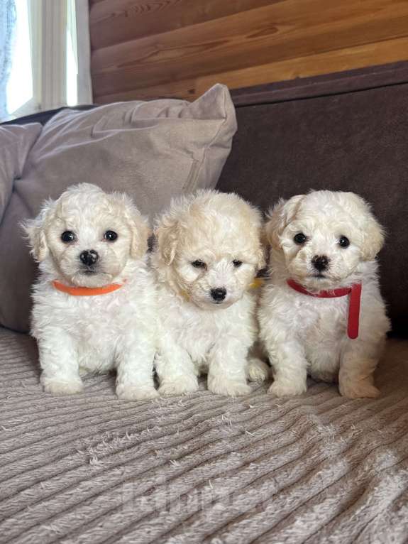 Собаки в Новосибирске: Бишон щенки Мальчик, 45 000 руб. - фото 4