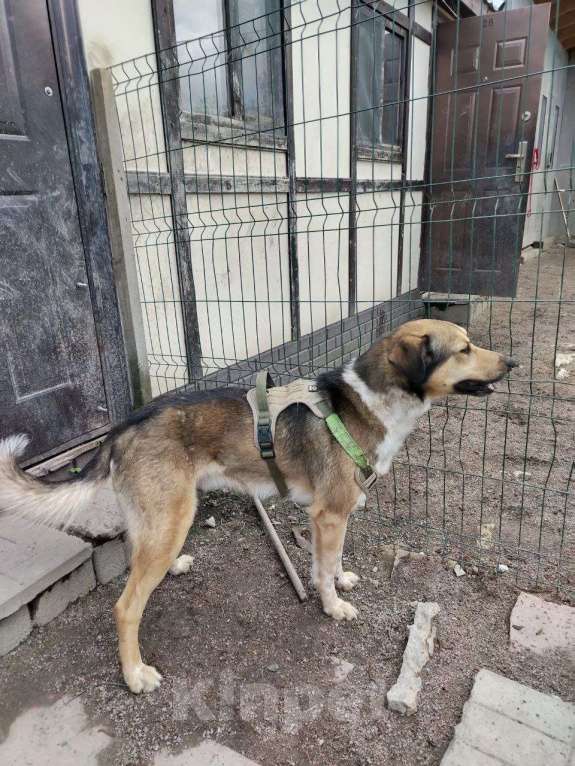 Собаки в Санкт-Петербурге: Домашний пёс-потеряшка ищет новую семью Мальчик, Бесплатно - фото 5