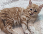 Кошки в Краснодаре: Продам котёнка мейн-кун Мальчик, Бесплатно - фото 1