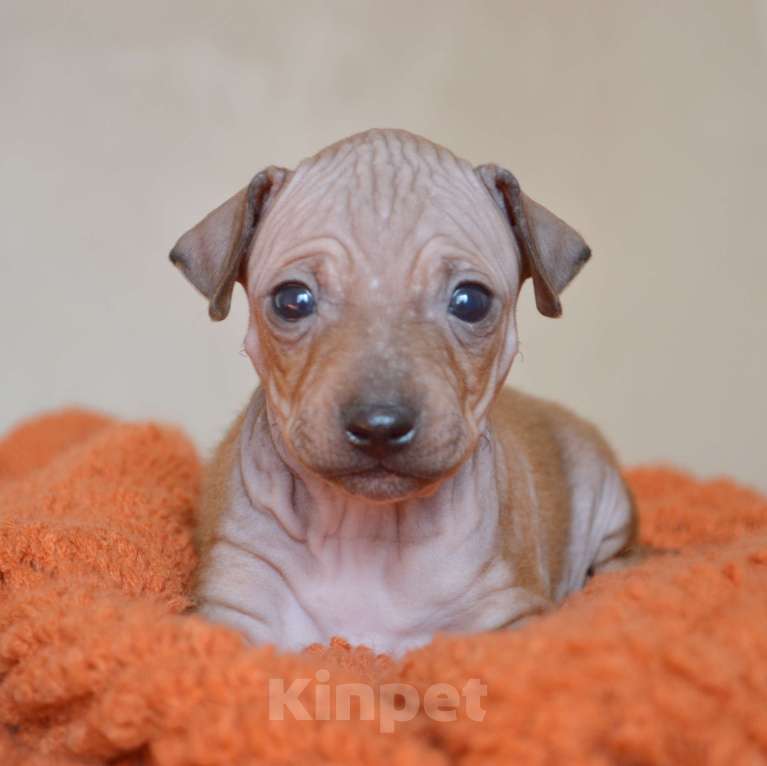 Собаки в Москве: Красно-соболиный мальчик агт Мальчик, 50 руб. - фото 3