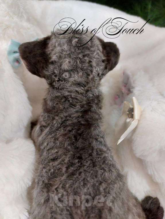 Кошки в Воронеже: Котенок девон рекс мальчик Мальчик, 100 000 руб. - фото 2