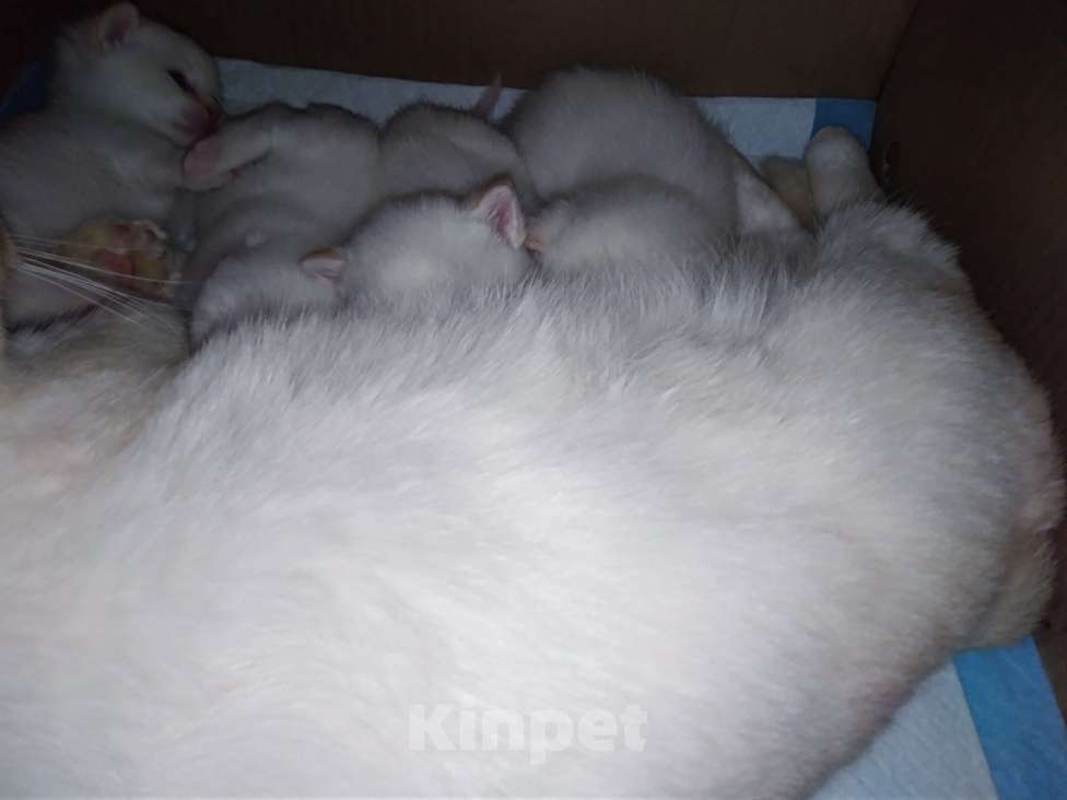 Кошки в Ярославле: Котята породы манчкин Девочка, Бесплатно - фото 1