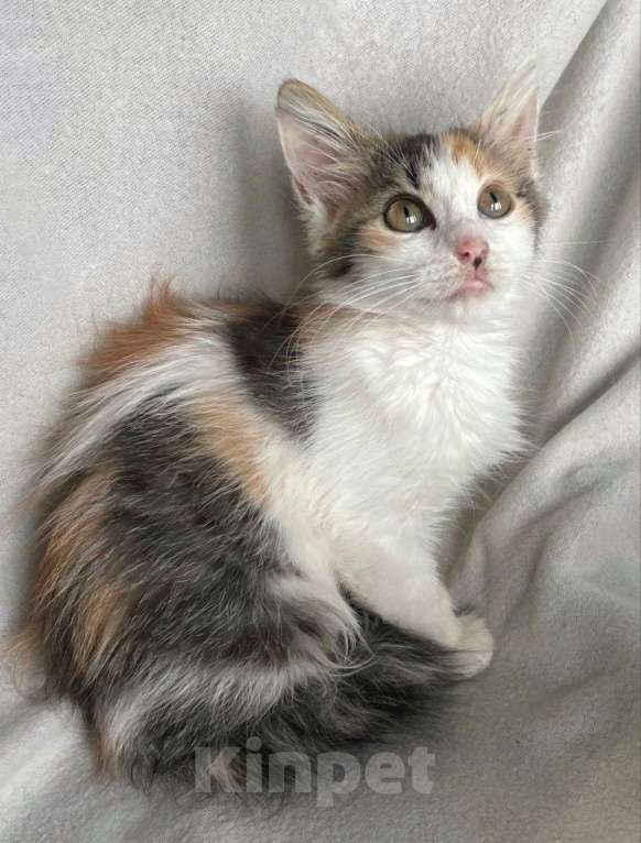 Кошки в Москве: Котенок девочка 2 месяца в дар Девочка, Бесплатно - фото 3