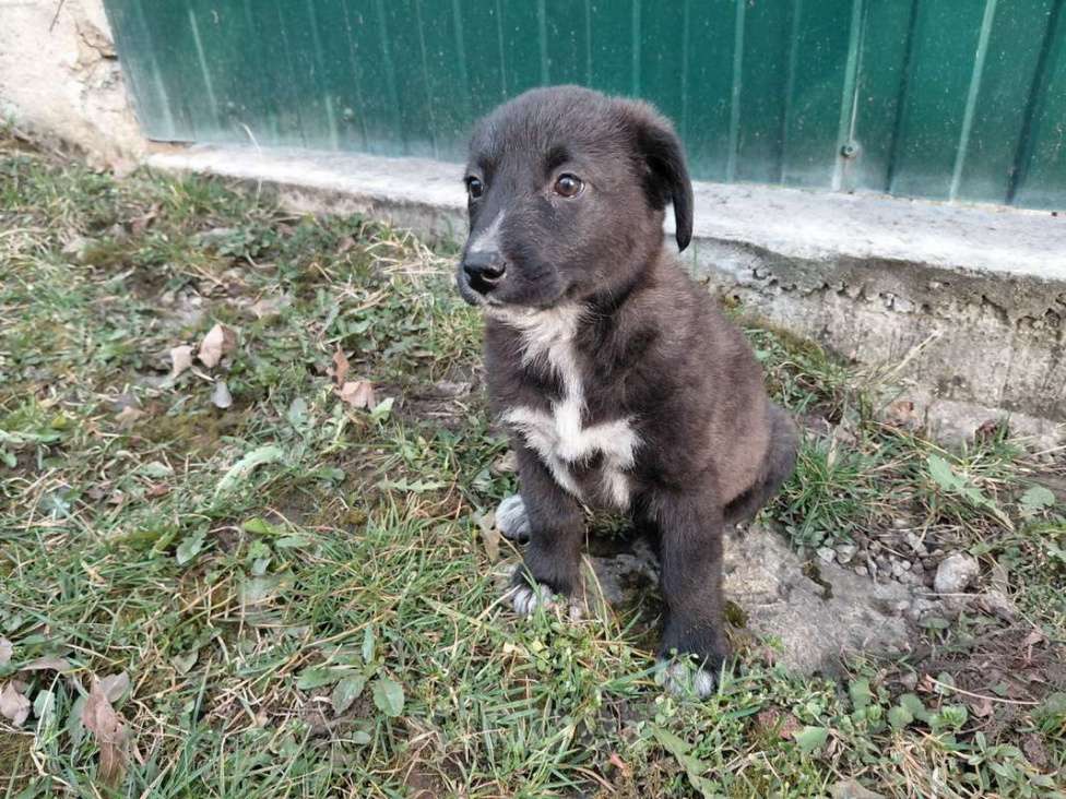 Собаки в Санкт-Петербурге: Маленький модный щенок Девочка, Бесплатно - фото 6