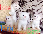 Кошки в Бугульме: Купить котёнка! Девочка, Бесплатно - фото 1