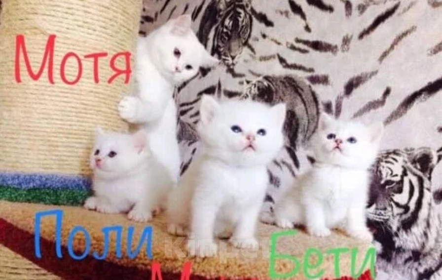 Кошки в Бугульме: Купить котёнка! Девочка, Бесплатно - фото 1