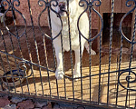 Собаки в Казани: Отдам Алабая в хорошие руки Мальчик, 10 руб. - фото 2