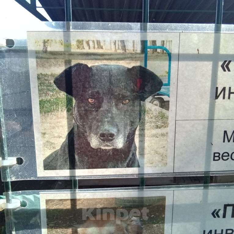 Собаки в Ставрополе: Ищю собаку Мальчик, Бесплатно - фото 3