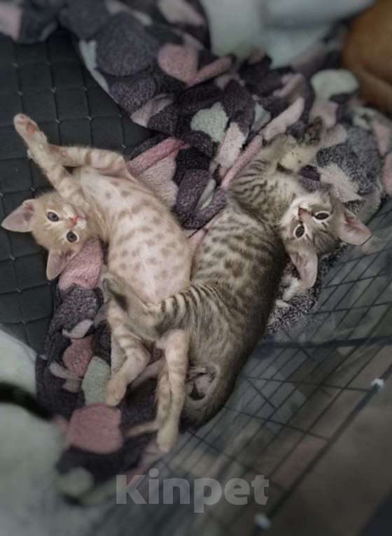 Кошки в Санкт-Петербурге: Красивый котенок дымчатый серый 2 месяца Мальчик, Бесплатно - фото 2