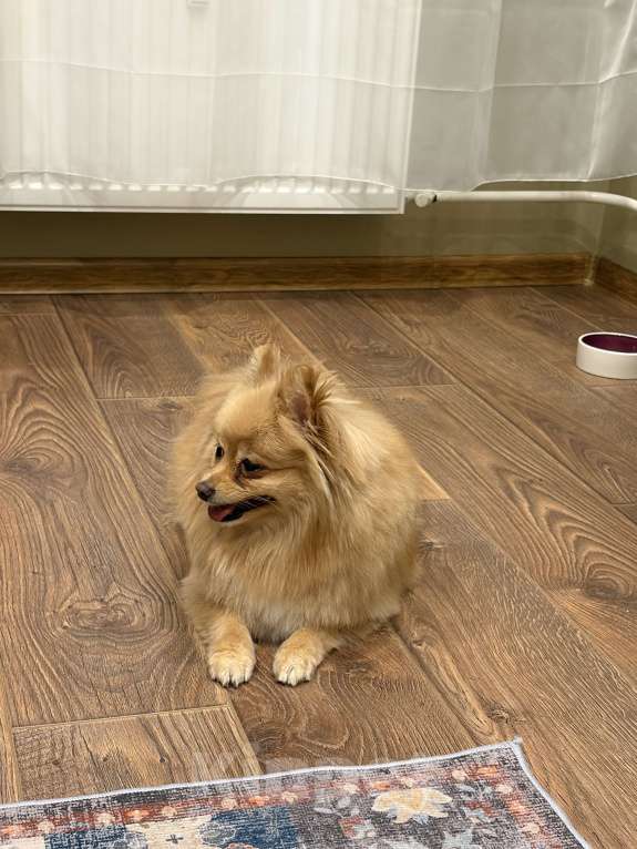 Собаки в Санкт-Петербурге: Померанский шпиц Мальчик, Бесплатно - фото 5