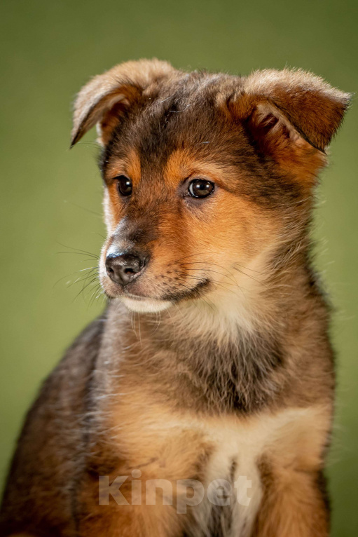 Собаки в Клине: Миндаль - очаровательная карамелька Девочка, Бесплатно - фото 3