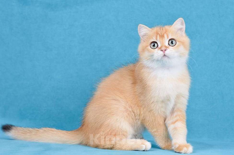 Кошки в Тамбове: Британский кот  Мальчик, 100 000 руб. - фото 4