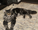 Кошки в других городах Московской области: Котята породы Мей Кун Мальчик, 50 000 руб. - фото 8