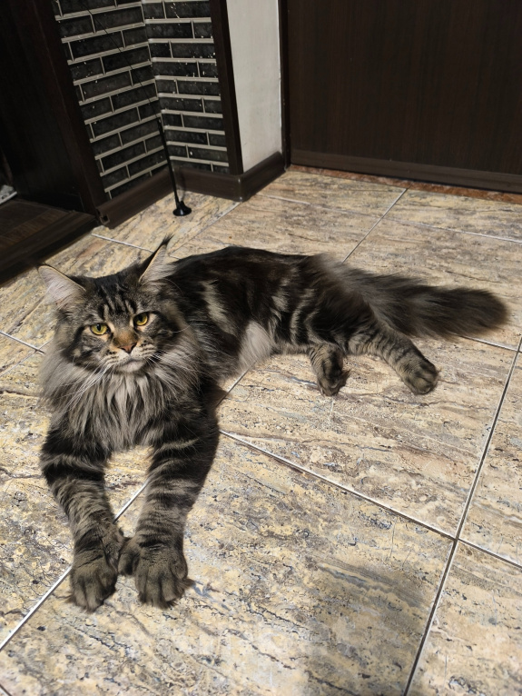 Кошки в других городах Московской области: Котята породы Мей Кун Мальчик, 50 000 руб. - фото 8