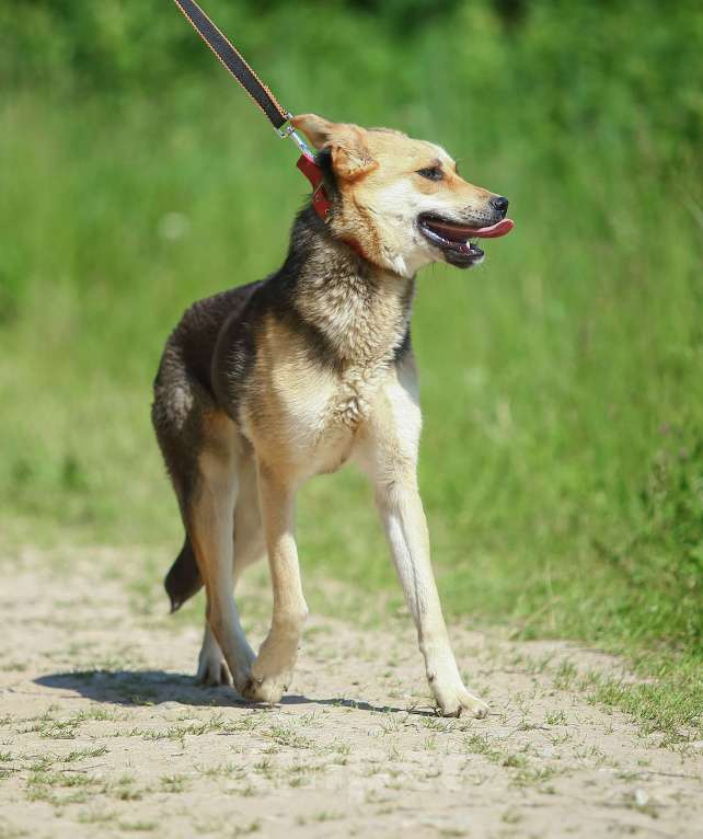 Собаки в Москве: Марти, скромная собака из приюта Девочка, Бесплатно - фото 4