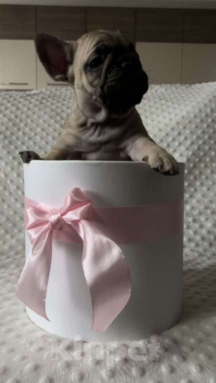 Собаки в Таганроге: Французские бульдоги (щенки) Девочка, 35 000 руб. - фото 2