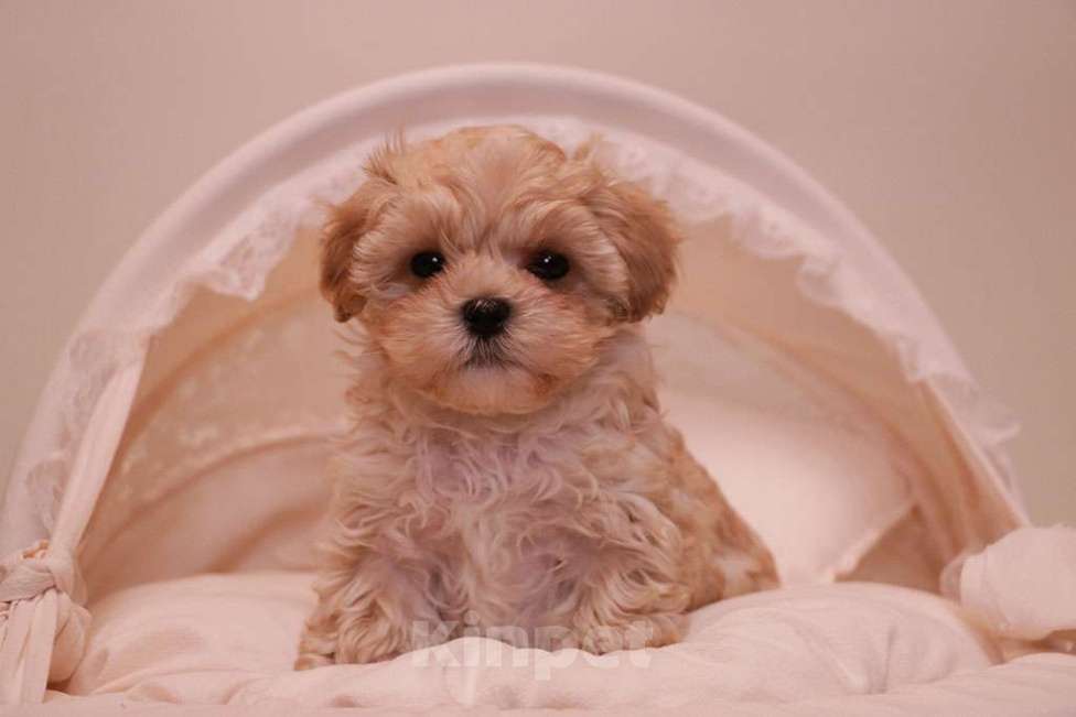 Собаки в Москве: Милый мальтипу мальчик  Мальчик, 120 000 руб. - фото 8