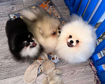 Собаки в Москве: Померанский шпиц щенки  Мальчик, 50 000 руб. - фото 9