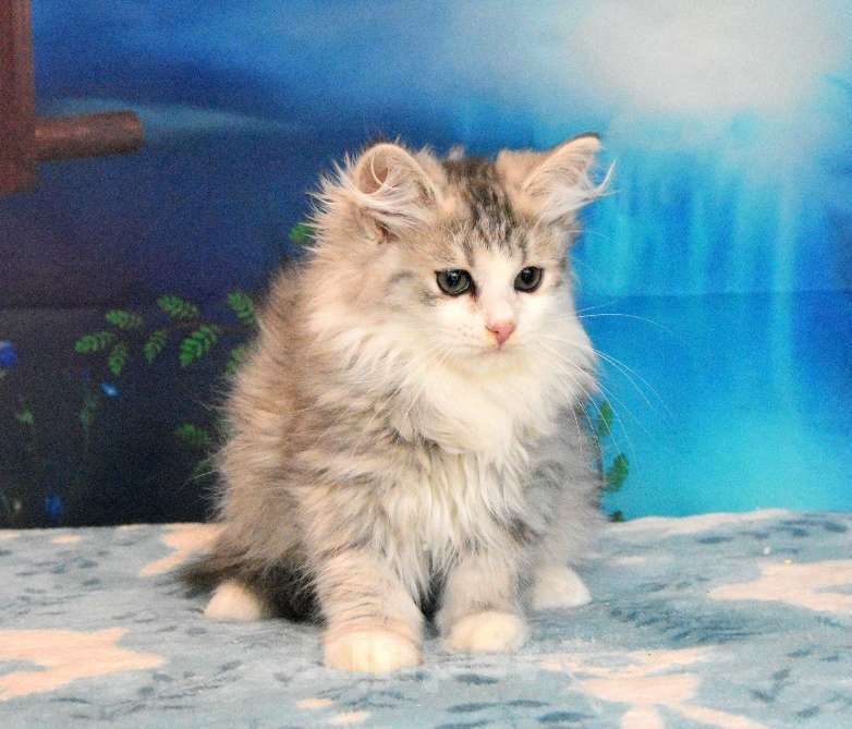 Кошки в Москве: Сибирский котик Мальчик, 45 000 руб. - фото 2