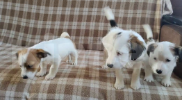 Собаки в других городах Московской области: Продаю щенков Джек Рассела. Разнополые, 5 000 руб. - фото 2