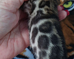 Кошки в Симферополе: Бенгальские котята Мальчик, 80 000 руб. - фото 4